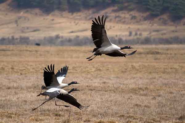 Black Necked Crane Festival Tour